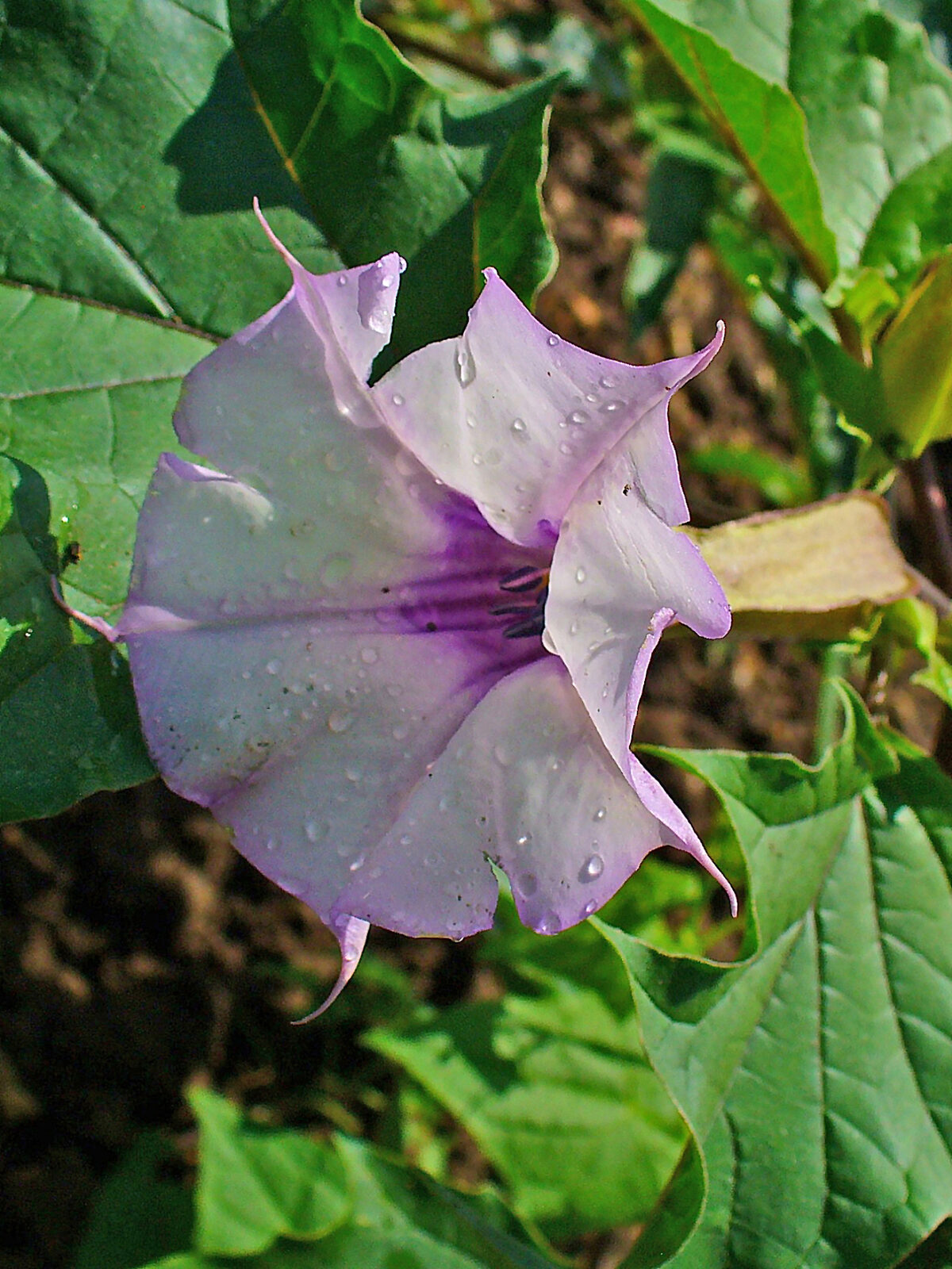 Flowering Datura stramonium (jimsonweed) plant with a white trumpet-shaped flower and spiny seed pod