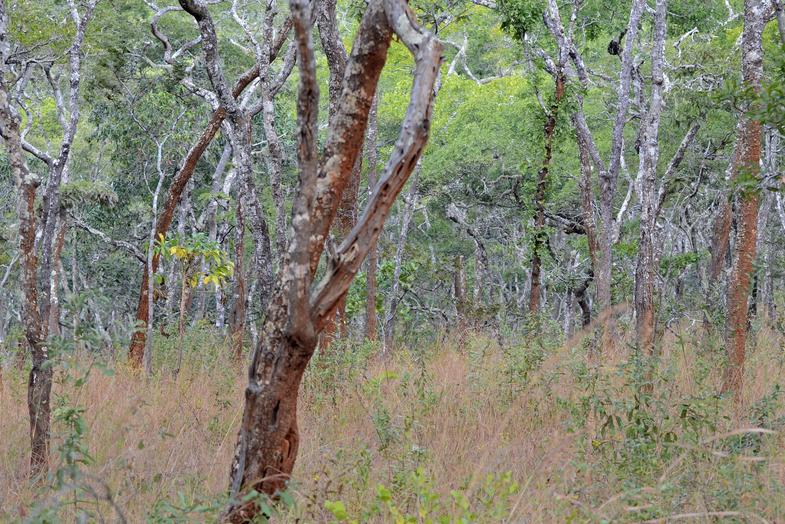 Open miombo woodland of scattered broad-leaved trees over rough grass and low scrub