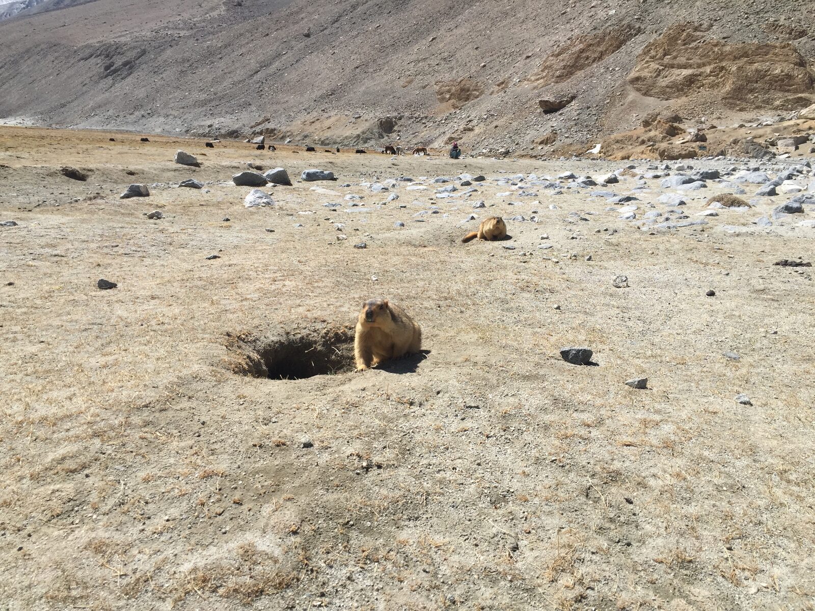 A Himalayan marmot standing upright on rocky alpine ground