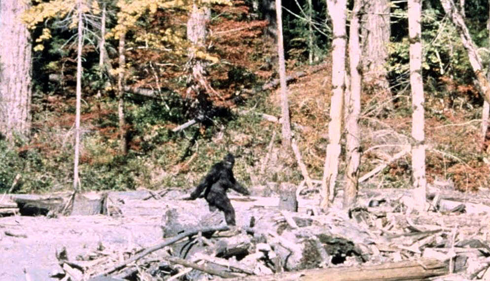 A large, dark, hair-covered bipedal figure striding across a sandbar, torso turned back toward the camera — the famous frame 352 of the Patterson-Gimlin film.