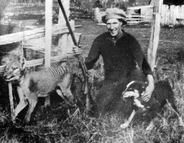 Black-and-white photograph of a man in a hat kneeling beside the body of a striped thylacine he has shot, in a rural Tasmanian setting