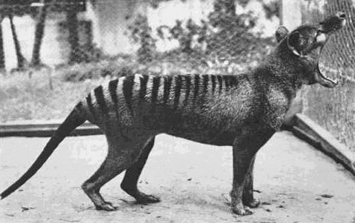Black-and-white photograph of a thylacine (Tasmanian tiger) standing side-on in a wire enclosure with its jaws wide open, the distinctive dark stripes across its lower back and tail base clearly visible